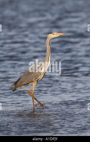 Graureiher (Ardea Cinerea) im Wasser des Wattenmeer bei Ebbe Stockfoto