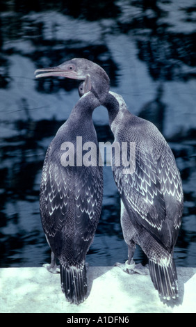 Socotra Kormorane (Jugendliche) Phalacrocorax Nigrogularis (Captive) während der Golf-Öko-Katastrophe 1991 Stockfoto