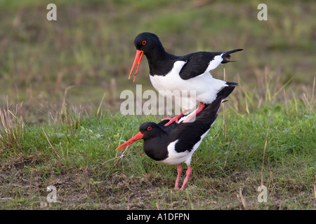 Paarung der eurasischen Austernfischer (Haematopus Ostralegus) Stockfoto