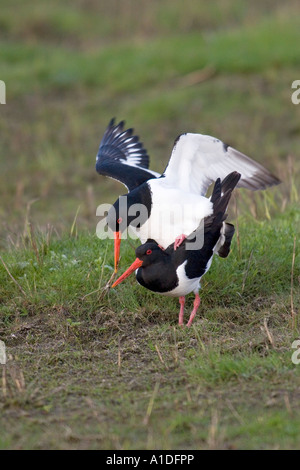 Paarung der eurasischen Austernfischer (Haematopus Ostralegus) Stockfoto