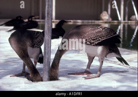 Socotra Kormorane (Jugendliche) Phalacrocorax Nigrogularis (Captive) während der Golf-Öko-Katastrophe 1991 Stockfoto