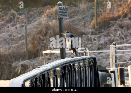Graureiher ruht auf einer Schaukel Brücke frostigen Tag auf dem Fluss Weaver Cheshire Stockfoto