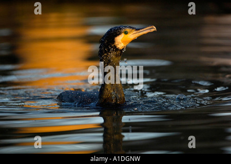 Kormoran (Phalacrocorax Carbo) Stockfoto