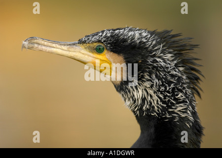 Kormoran (Phalacrocorax Carbo) Stockfoto