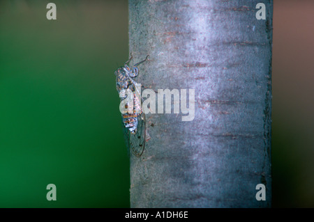 Zikade, Cicada Orni. Auf Baumstamm Stockfoto