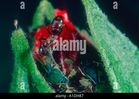 Argentinische Ameise Iridomyrmex Humilis. Melken Blattläuse (Familie Aphididae) auf Rose Blume Stockfoto