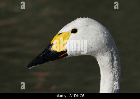 Bewick Schwan Cygnus Columbianus Erwachsene hautnah Kopf Stockfoto