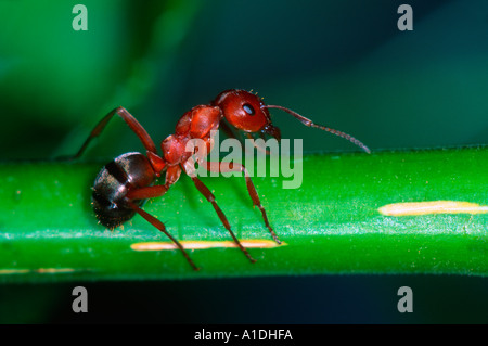 Rot Stacheldraht Ameise Formica Rufibarbis. Arbeiter auf Stamm Stockfoto