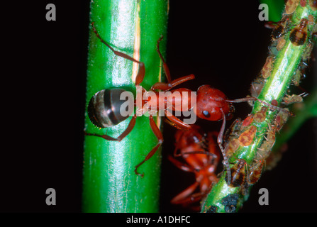 Rot Stacheldraht Ameise Formica Rufibarbis. Melken Blattläuse (Familie Aphididae) Stockfoto