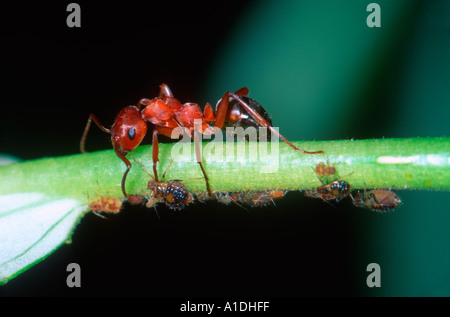 Rot Stacheldraht Ameise Formica Rufibarbis. Am Stamm mit Blattläusen Stockfoto