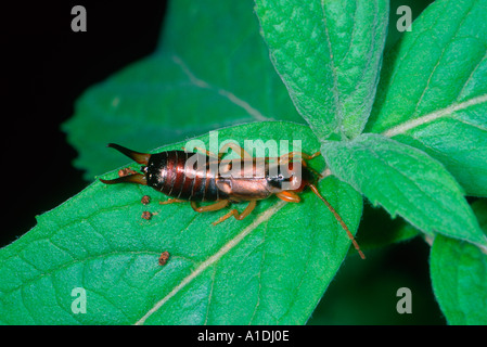 Gemeinsame oder europäische Ohrwurm Forficula Auricularia. Auf Blatt Stockfoto