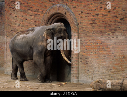 Indische Elefanten im Zoo von Kopenhagen Dänemark Stockfoto