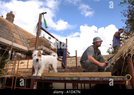 EIN TEAM VON THATCHERS MIT EINEM JACK-RUSSELL-HUND ARBEITET AUF EINER HÜTTE IN DEVON UK Stockfoto