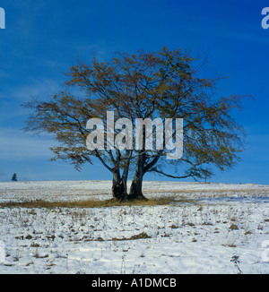 Rotbuche Baum im Herbst Copperbeech siehe auch bei Alamy A1DMCA A1DMCF A1DMF3. Foto: Willy Matheisl Stockfoto