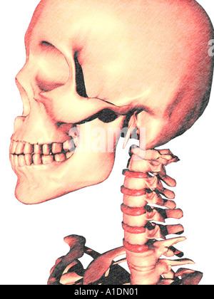 Abbildung markierten C Festplatten am Skelett Stockfoto