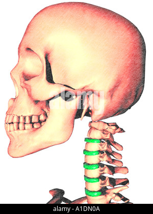 Abbildung markierten C Festplatten am Skelett Stockfoto