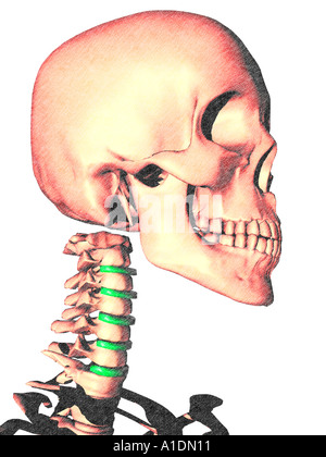 Abbildung C Festplatten hervorgehoben Grün am Skelett Stockfoto