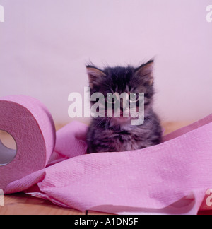 Katze spielt mit roten Rolle Toilettenpapier. Blick in die Kamera. Foto: Willy Matheisl Stockfoto