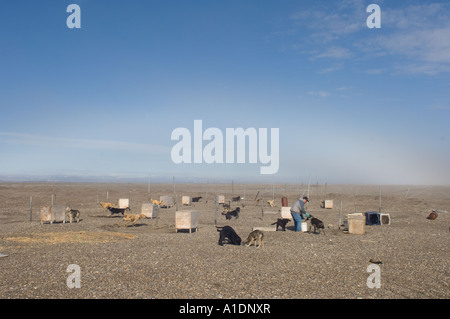 Sled Dog kennel in Punkt Hoffnung arktischen Küste Alaskas Stockfoto