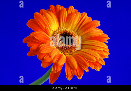 Orange Gerbera auf blauem Hintergrund Stockfoto