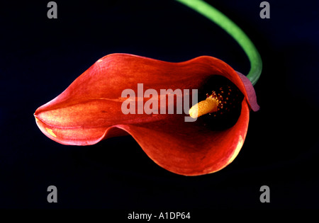 Nahaufnahme der roten Calla-Lilie auf schwarzem Hintergrund, abstrakte Kunst der Blume Stockfoto