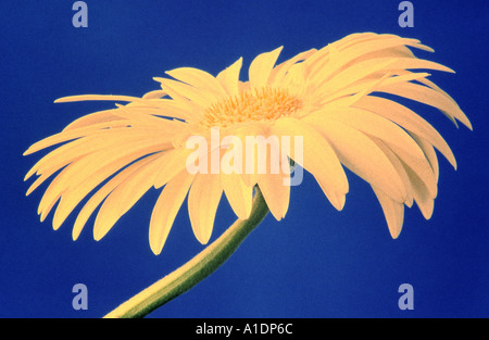 Gerbera weiß auf blauem Hintergrund Kreuz verarbeitet Stockfoto