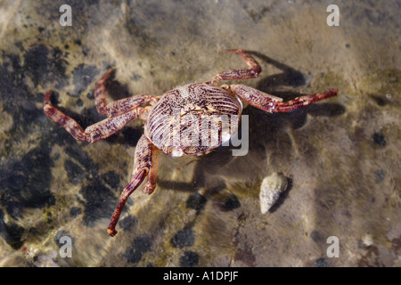 KRABBE GEWASCHEN ENTLANG IN TIDAL POOL HORIZONTALE BAPDB4266 HORIZONTALE Stockfoto