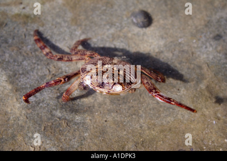 KRABBE GEWASCHEN ENTLANG IN TIDAL POOL HORIZONTALE BAPDB4268 HORIZONTALE Stockfoto