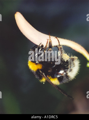 White-tailed Bumble Bee sammeln Pollen und/oder Nektar von Geißblatt Blume Stockfoto
