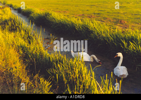 Schwäne im Graben oder Deich zwischen Rasenflächen durch niedrige Abendsonne beleuchtet Stockfoto
