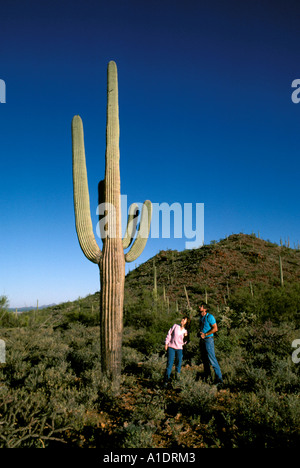 Arizona Tucson paar im Saguaro National Park Stockfoto