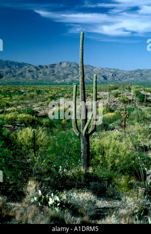 Arizona Tucson Saguaro im Saguaro National Park Stockfoto