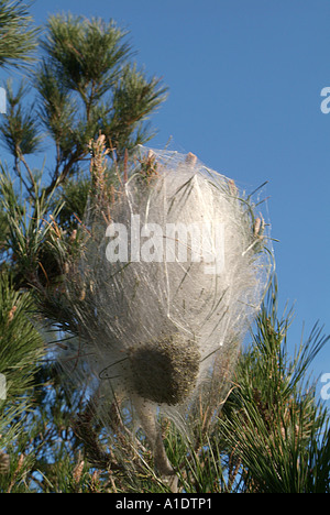 Spinne, Spinnen, Web, Nest, Kugel, Baum, Ei, Eiern, Eggsack, Spidersweb, Stockfoto