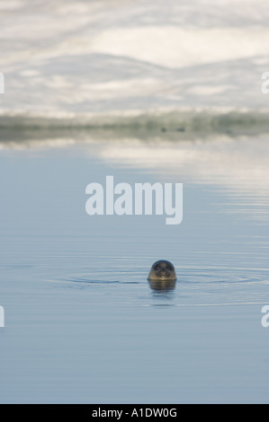 Ringrobbe Phoca hispida schwimmt entlang der arktischen Küste vor dem Punkt Hope Chukchi Sea Alaska Stockfoto