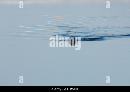 Ringrobbe Phoca hispida schwimmt entlang der arktischen Küste vor dem Punkt Hope Chukchi Sea Alaska Stockfoto