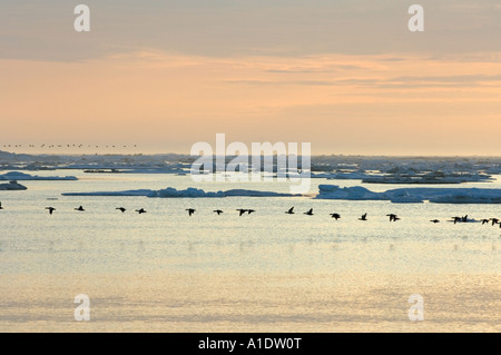 Eiderente Somateria Spectabilis fliegen entlang der arktischen Küste während der Sommer Migration Point Hope Alaska King Stockfoto