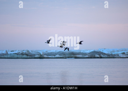 king Eiders Somateria Spectabilis fliegt entlang der arktischen Küste Alaskas während der Sommerwanderung Chukchi-See Stockfoto