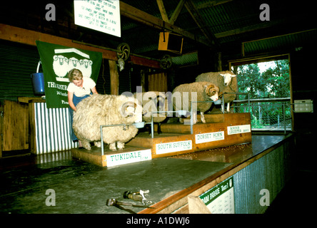 Australien Schafe scheren und verschiedenen Schafrassen Stockfoto