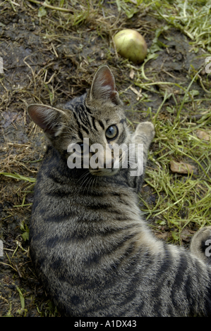 Tiger-Kätzchen im Garten spielen mit einem Apfel Stockfoto