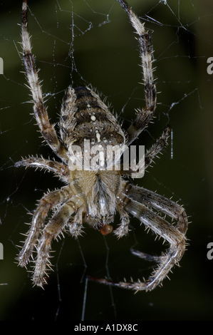 Europäische Gartenkreuzspinne (Araneus Diadematus) Beute aus seinem Netz zu essen. Stockfoto