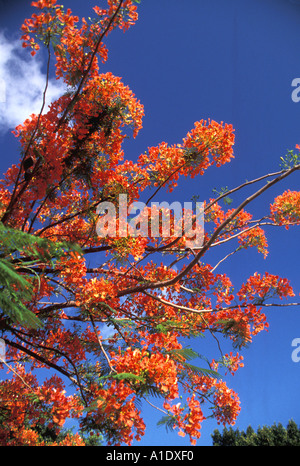 Grenada südliche Karibik Royal Flamboyant Baum Flamme Baum Poinciana Baum Tropen Tropical Stockfoto