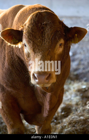 South Devon Stier bei Sheepdrove Bio Bauernhof Lambourn England Stockfoto