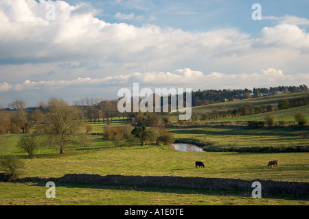 Kühe grasen durch River Windrush Swinbrook Cotswolds Oxfordshire UK Stockfoto