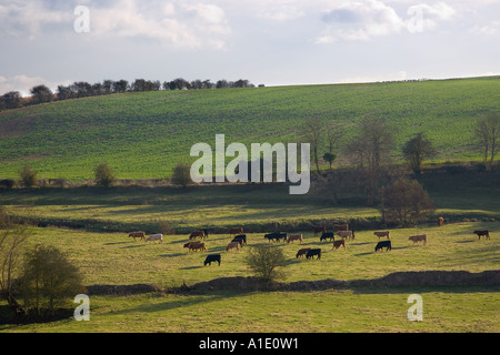 Kühe grasen Swinbrook Oxfordshire UK Stockfoto