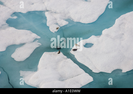 Ringrobben Phoca hispida auf mehrschichtigem Eis mit Austrittsloch unter dem Ozean zum Chukchi-Meer Stockfoto