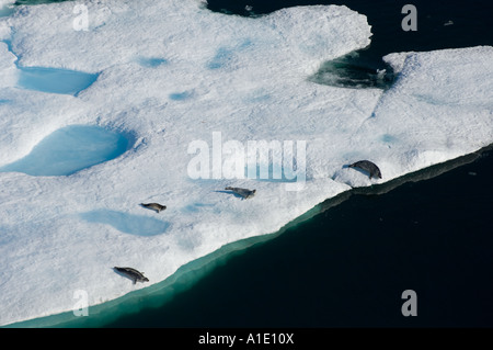 Ringrobben Phoca hispida auf Mehrschichteis Chukchi Sea 20 Meilen vor Barrow Alaska Stockfoto