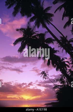 Palmen, Molokai, Hawaii, USA Stockfoto