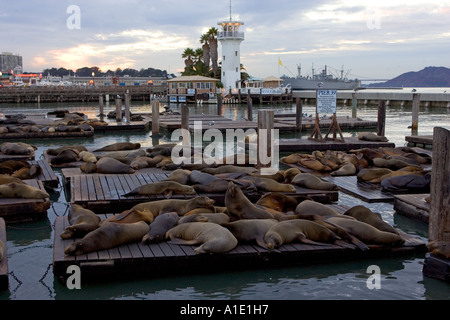 Kalifornien Seelöwen ruhen auf schwimmenden Flöße am Pier 39 San Francisco Vereinigte Staaten von Amerika Stockfoto