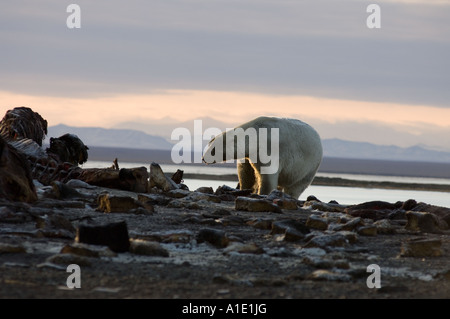 Eisbär Ursus maritimus großer Bär ernährt sich von einem Bowhead-Wal-Kadaver Arctic National Wildlife Refuge Kaktovik Barter Island Alaska Stockfoto