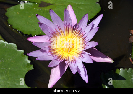 Seerose-Bali-Indonesien Stockfoto